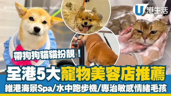 寵物美容店推薦︱全港5大寵物美容店推薦 無敵維港海景Spa／水中跑步機／專治敏感情緒毛孩