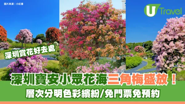 深圳寶安小眾花海三角梅盛放！層次分明色彩繽紛打卡必去 人流少免門票免預約
