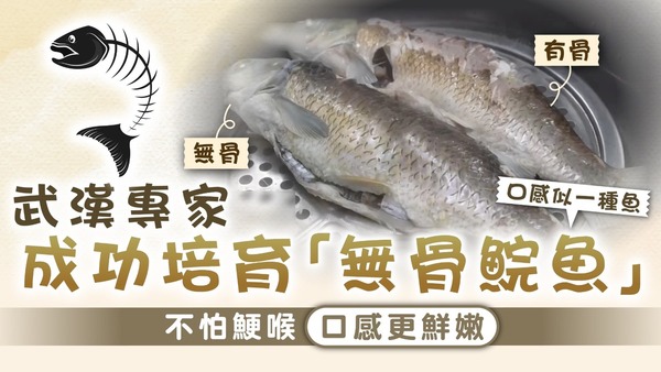 基因改造｜武漢專家成功培育「無骨鯇魚」 不怕魚骨鯁喉口感更鮮嫩