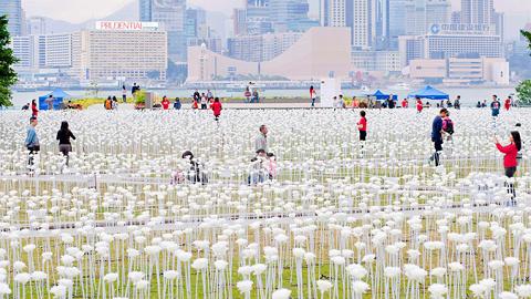 25,000朵LED白玫瑰登陸海濱 情人節限定綻放