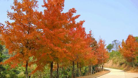 大棠首個紅葉節 楓香林現已轉黃