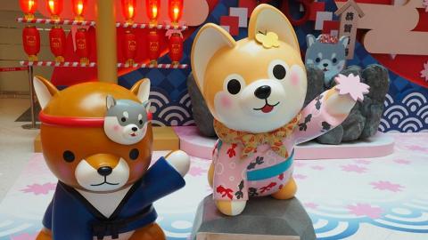 超萌柴犬同你拜年 豆柴三兄弟玩轉新界商場