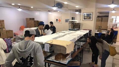【荃灣好去處】香港拯救貓狗協會貓咪領養日 給無家可歸貓貓一個希望！
