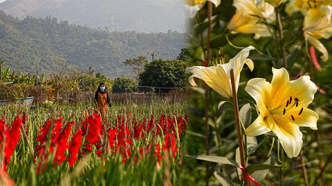 【元朗好去處】元朗賞荷蘭百合+劍蘭花海 仲可以買年花！限定紫藤花隧道/夢幻花廊影相位