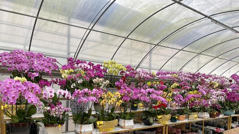 Lalamove舉辦網上年宵花市支持本地花農！賀年年花直送上門優惠 即睇運費折扣優惠碼