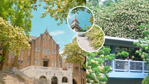 賞花2022 | 香港多處現夢幻黃白魚木花海！即睇聖德肋撒堂/奧運/九龍塘賞花位置+花期詳情