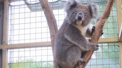 海洋公園「澳洲歷奇」樹熊館