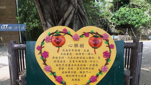 鯉魚門心願樹 