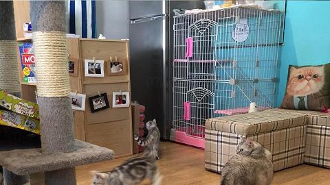 胖胖貓 Fattyscat Cafe