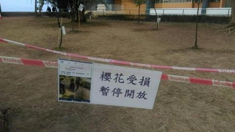 中大櫻花受損　暫停對外開放