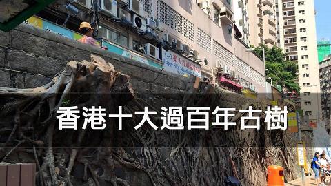 防般咸道斬樹重演　保護香港十大過百年古樹