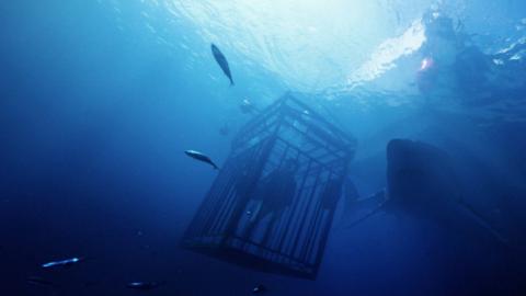 全海底拍攝《鯊海47米》美女賞鯊魚斷籠墮47米深海
