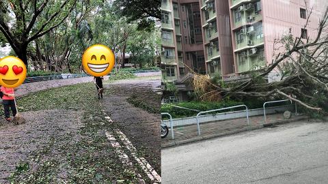 【颱風山竹】滿地塌樹面目瘡痍 市民自發清理路面充滿人情味