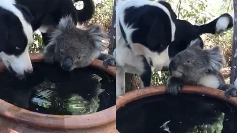 澳洲大火盡顯動物跨物種的友情　狗狗樹熊共喝一缸水互磨鼻子好有愛