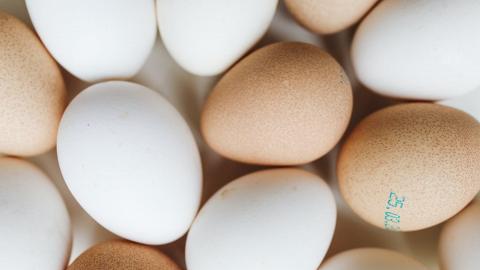 【食用安全】到底啡色雞蛋抑或白色雞蛋較有營養價值？食安中心解構影響蛋殼及蛋黃顏色深淺原因