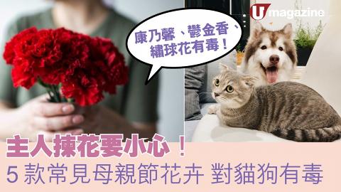 主人揀花要小心！5款常見母親節花卉對貓狗有毒 避免放在家中