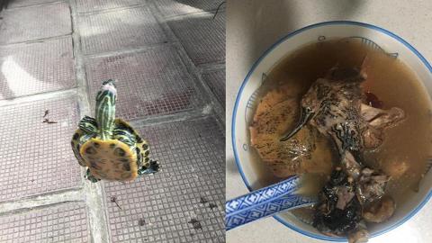 咁都得？港男大潭篤水塘釣巴西龜拎回家煲湯 揚言：食晒啲外來物種！網民譁然「咩都放入口」