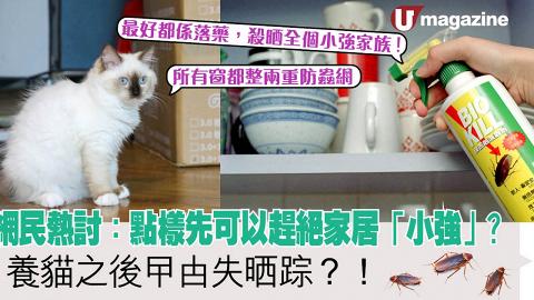 網民熱討：點樣先可以趕絕家居「小強」？  養貓之後曱甴失晒踪？！