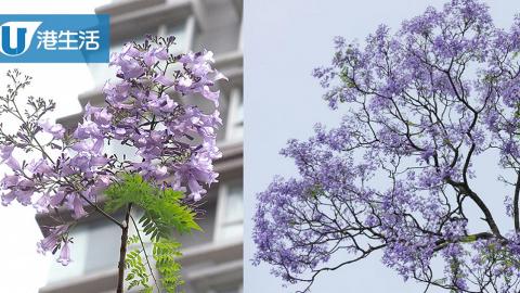 紫色浪漫！香港5大賞藍花楹地點