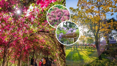 【春季賞花期2022】全香港7大觀賞花卉位置推介！即睇黃花風鈴木/杜鵑長廊/紫藤花地點