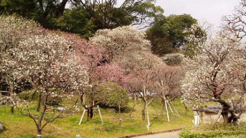 熱海梅祭開鑼 日本最早盛開之梅