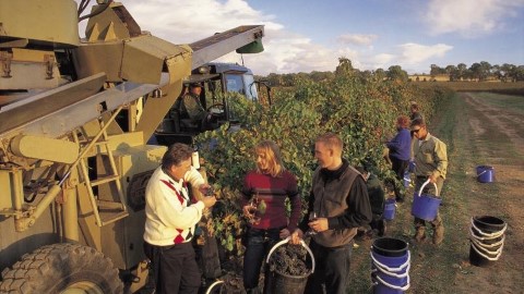 芭蘿莎美酒節 最悠久葡萄酒節