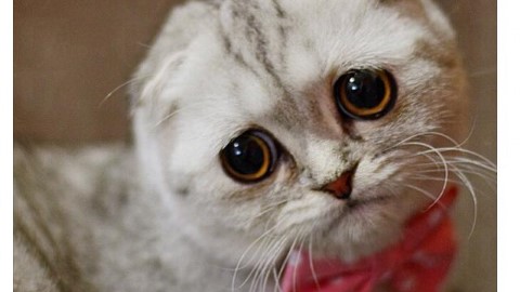 全球最唔開心貓貓