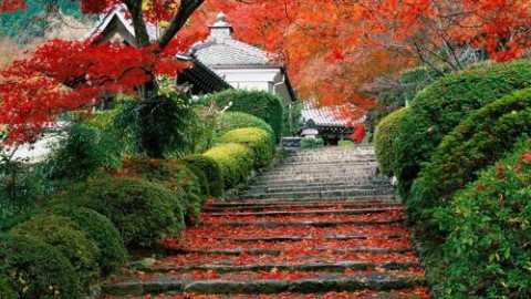2014中國紅葉