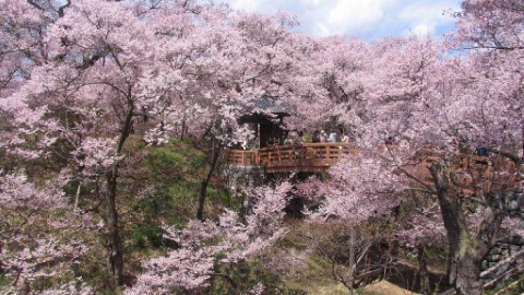 [賞櫻貼士] 到日本賞花