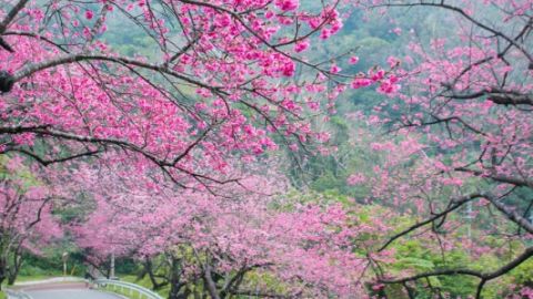 1月搶先開花！ 日本賞櫻預測第一擊