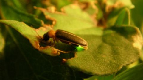 4月至6月賞螢最佳時機！ 台灣10大熱門賞螢景點