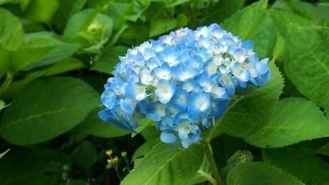 踏入夏天賞花季！ Bookmark台灣5大美麗花海