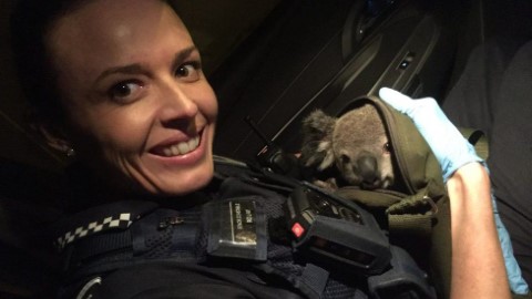 真正野生捕獲！ 澳女子手袋收埋超萌小國寶