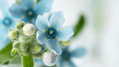 日網介紹366日誕生花+花語 (1月至8月)