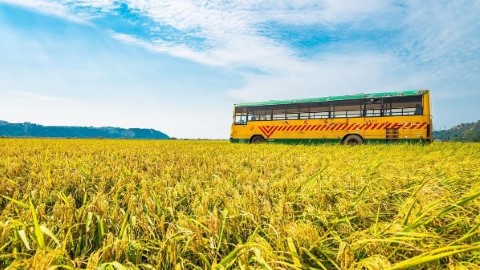 台灣超治癒景點！ 金黃色忘憂谷稻田