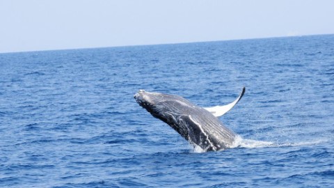 季節限定　沖繩觀賞野生座頭鯨