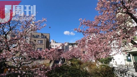 2017 日本賞櫻時間表