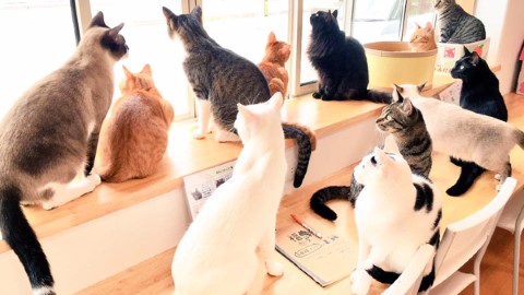 喵星人圍攻 結果變敗走