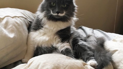 又萌又帥的貓紳士