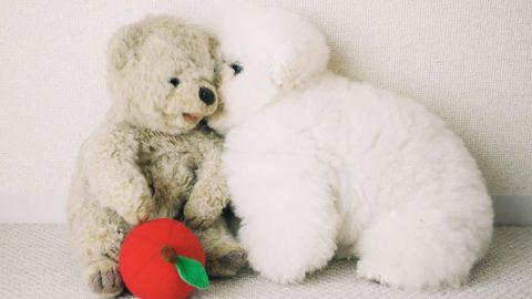 圓頭圓眼圓屁股 最萌貴婦狗