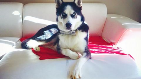 咬爛嘢唔認錯  惡霸汪星人瘋狂頂咀