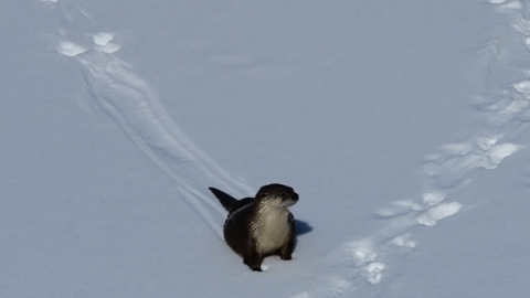 貪玩水瀨雪地瀡
