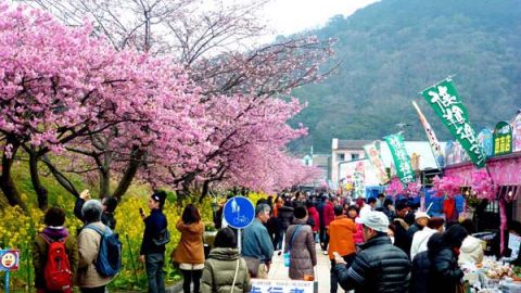 東京參加河津櫻祭 邊賞花邊玩邊食攻略