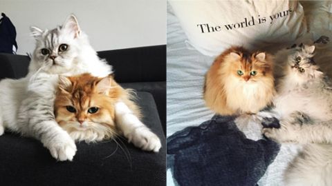 喵界女神心有所屬？