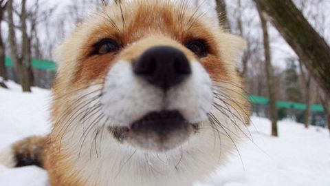 日本 6 個動物控必愛景點 探羊駝、搵貓貓！