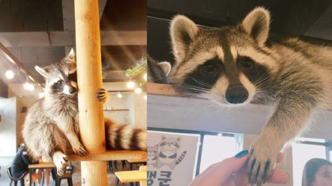 黐身百厭 弘大浣熊 Café 新地址！