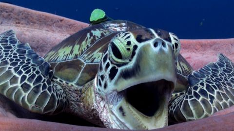 海龜打出超澎湃喊露！？