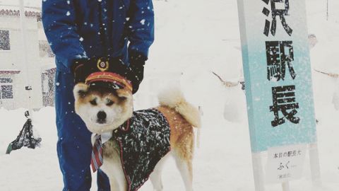 迷倒萬千少女 汪星人帥氣現雪祭