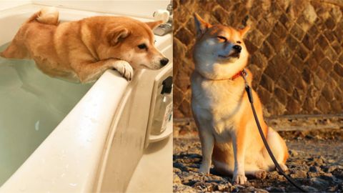 汪星人摩打手游乾水