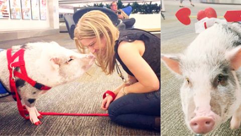 機場靚靚豬小姐 幫你解憂慮